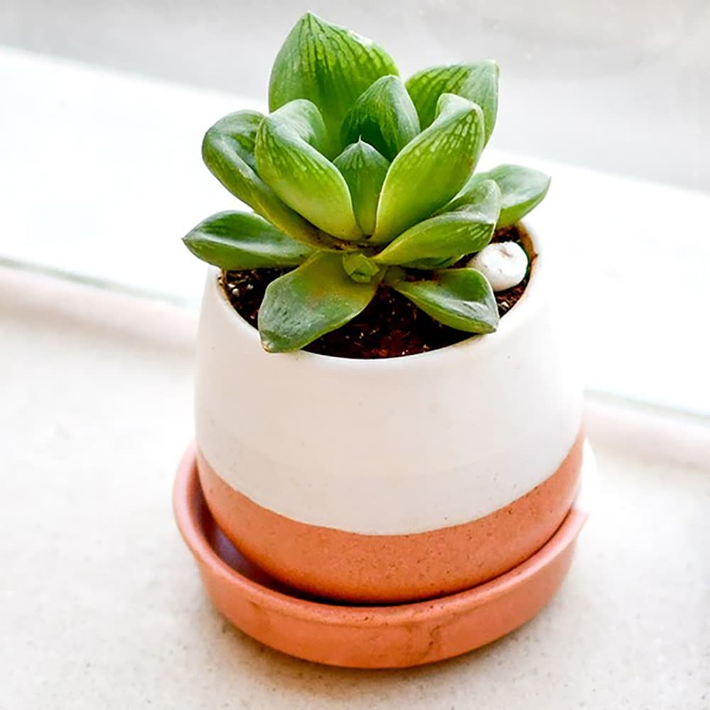  Glorious Haworthias in a Ceramic Pot
