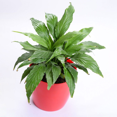 Breathing beauty Spathiphyllum