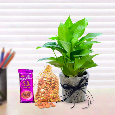 Delight Gift Hamper