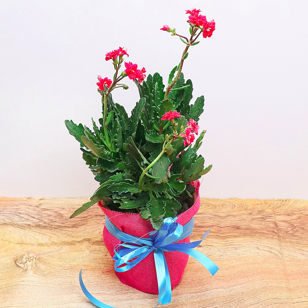  Ornamental Pomegranate